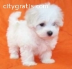 Cutest Maltese Puppies