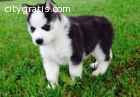 Cutest Siberian Husky Puppies