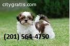 cutty male and female shih tzu babies fo