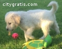 desere golden retriever puppies