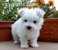 dzfdsfds maltese puppies