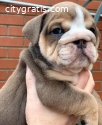 English Bulldog Available