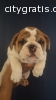 English Bulldog puppies available