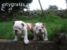 English Bulldog Puppies Available