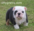 english bulldog puppies