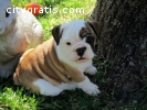 English Bulldog Puppies