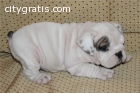 English Bulldog Puppy.Tet443) 732-5906