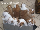 English Bulldog Pups Ready Now. Kc Regis