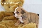 English Bulldog Stud