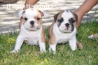 English Bulldog TEXT 2155319803