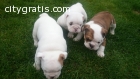 English bulldogs puppies