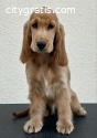 English Cocker Spaniel female puppy