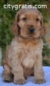 English Cocker Spaniel puppies