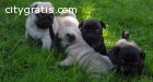 Fawn/Black Males and Females Pug Puppies