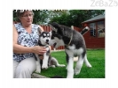 Female and Male Siberian Husky Puppies