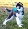 Filigreed AKC Siberian Husky Puppy Now