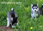 Filigreed AKC Siberian Husky Puppy Now!!