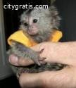 Finger Marmoset Monkeys