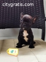 French bulldog puppies