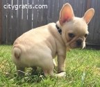 French Bulldog Puppy in California