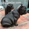 frenchbulldog pups for sale