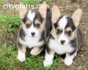 Friendly Pembroke Welsh Corgi puppies