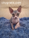 Gatos sin pelo sphynx canadienses de pur