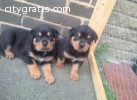 GERMAN ROTTWEILER PUPPIES