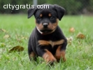 German Rottweiler Puppies