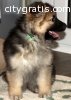 German Shepard puppies available