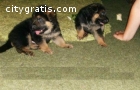 German Shepherd puppies available .