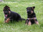 german shepherd puppies for sale