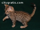 Gorgeous Bengal Kittens