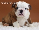 Gorgeous English Bulldog puppies availab