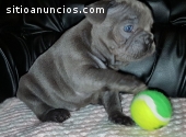 Gorgeous French bulldog puppies availabl