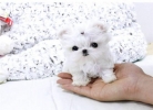 gorgeous Healthy Tea Cup Maltese puppies