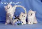 Gorgeous Persian and Siamese Kittens For