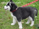 Gorgeous Siberians Huskys Puppies:!!!con