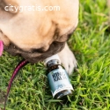 Hemp for Pets | King Kanine Wellness