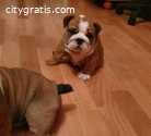 Intelligent English Bulldog Puppies for