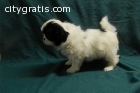 Japanese Chin puppies available