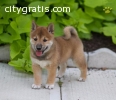 JEDD ADORABLE SHIBA INU PUPPY FOR SALE