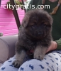 Kc German Sheperd Puppies Viewings Now W