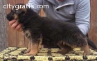 Kc German Shepherd Puppies For Sale