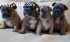 Kc Reg French Bulldog Puppies X3