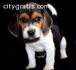 Kc Registered Beagle Pups For Sale !