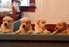 KC registered Golden Retriever puppies