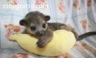 Kinkajou Babies In need of Home