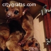 Kinkajous Babies