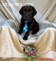 Labrador Brown puppies